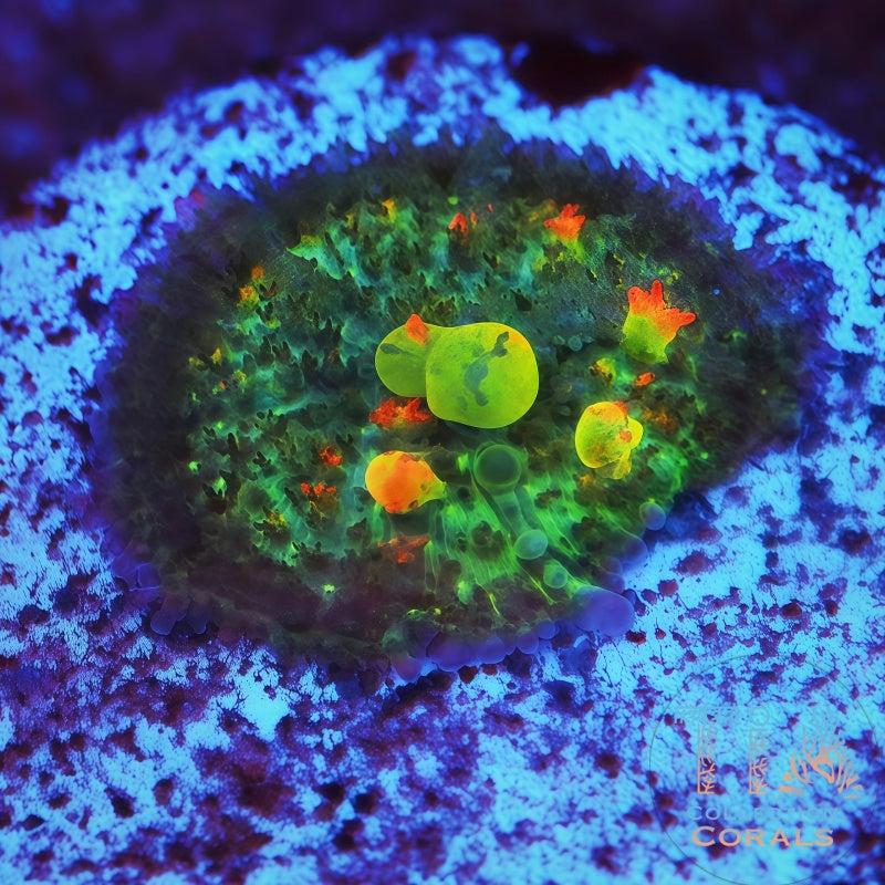 OG Bounce Mushroom 1 - Live Softies Coral for Sale | TIA Coral
