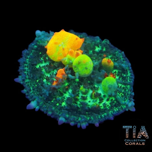 OG Bounce Mushroom Frag - Live Softies Coral for Sale | TIA Coral