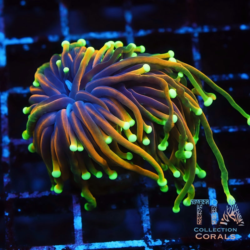 OG Dragon Soul Torch Frag - Live LPS Coral for Sale | TIA Coral