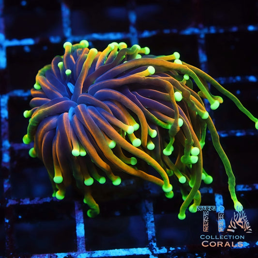 OG Dragon Soul Torch Frag - Live LPS Coral for Sale | TIA Coral