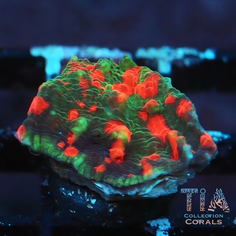 TIA Opposite Day Chalice Frag - Live LPS Coral for Sale | TIA Coral