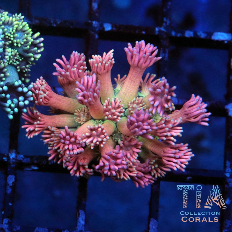 TIA Pink Flamingos Goniopora - Live LPS Coral for Sale | TIA Coral