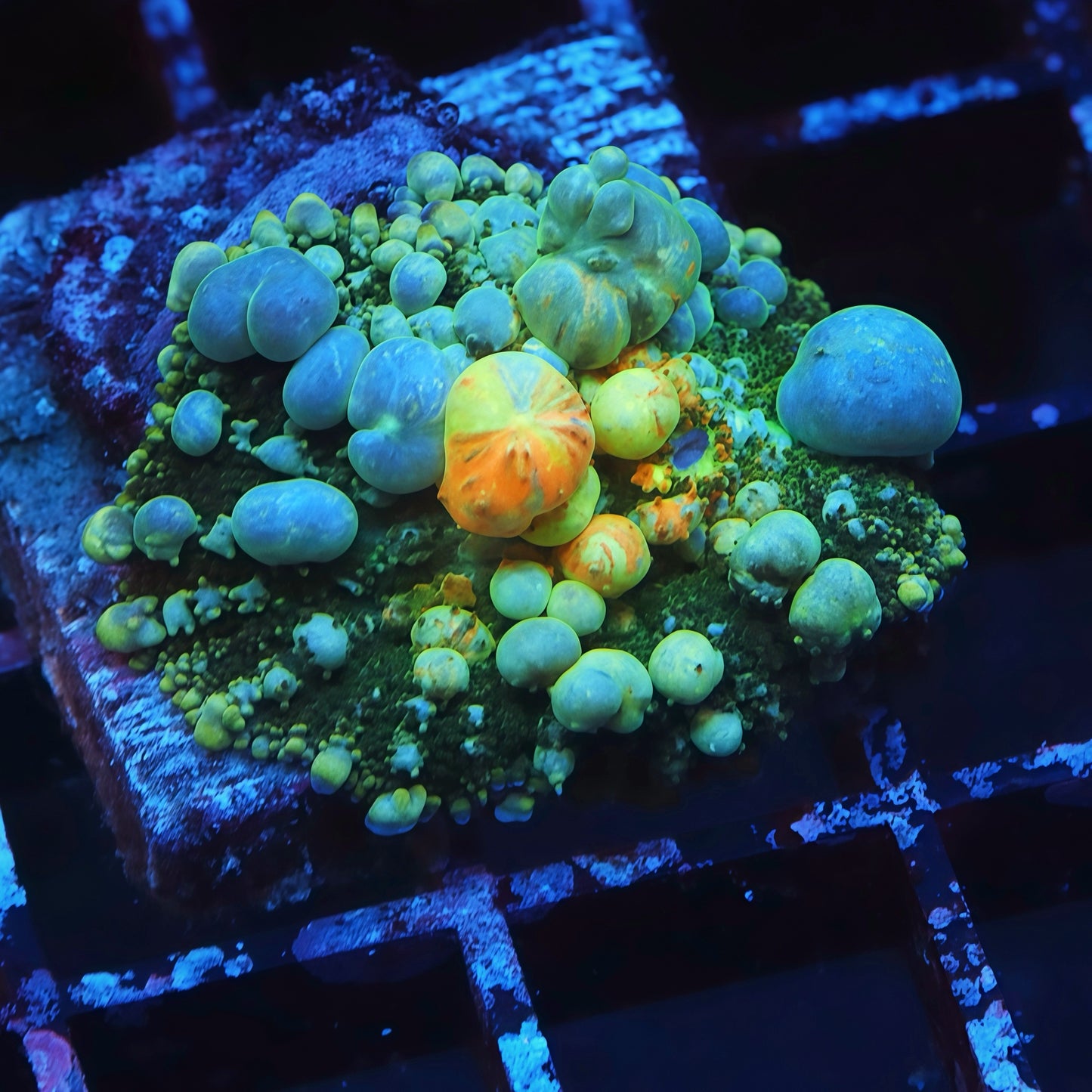 Ultra Grade Power Ball Bounce Mushroom - Live Softies Coral for Sale | TIA Coral