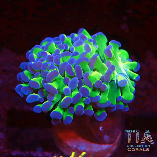 Purple Tip Branching Hammer Frag - Live LPS Coral for Sale | TIA Coral