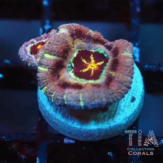 New Purple Ultra Rainbow Acan Frag - Live LPS Coral for Sale | TIA Coral