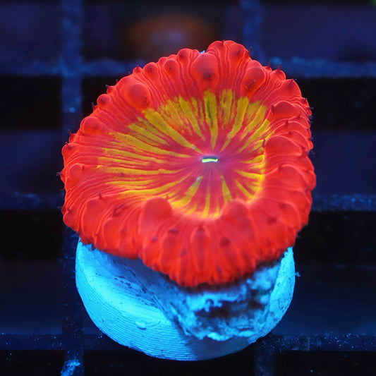 TIA Rainbow Blasto Frag - Live LPS Coral for Sale | TIA Coral