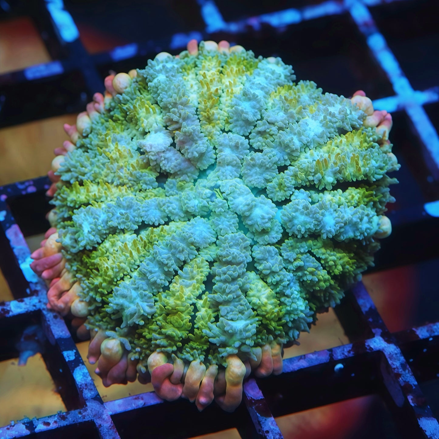 Rainbow Frankenstein Bounce Mushroom - Live Softies Coral for Sale | TIA Coral