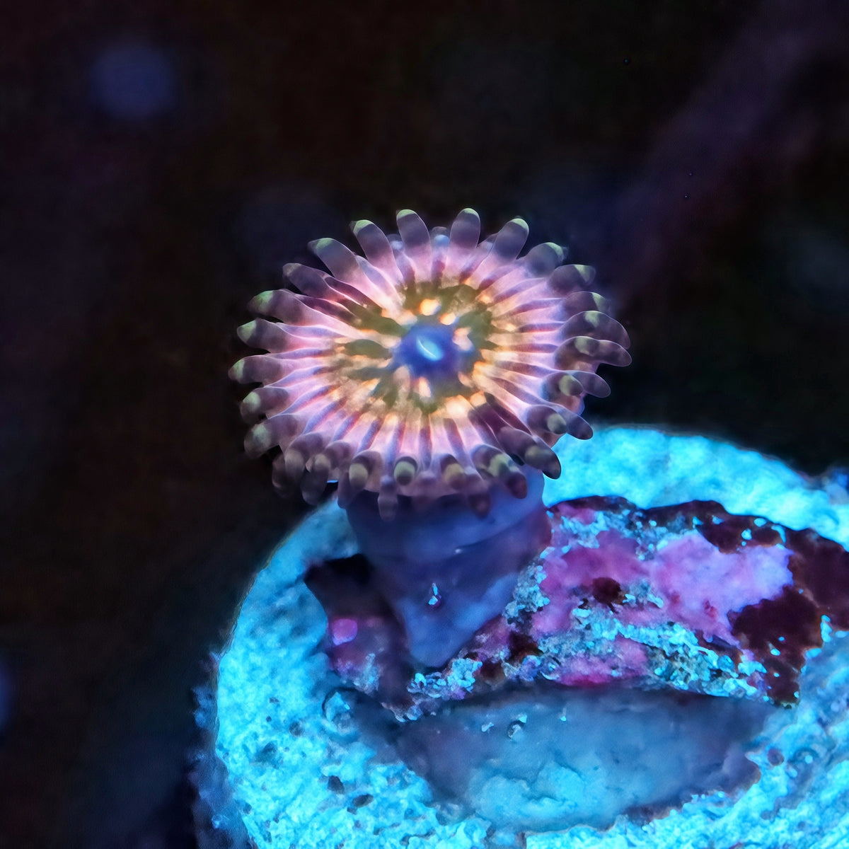 Rainbow Infusion Zoanthids Frag - Live Softies Coral for Sale | TIA Coral
