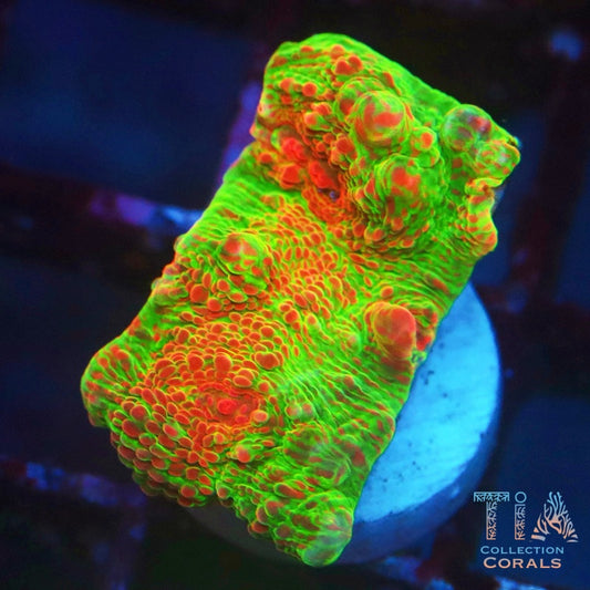 Rainbow Sherbet Chalice Frag - Live LPS Coral for Sale | TIA Coral