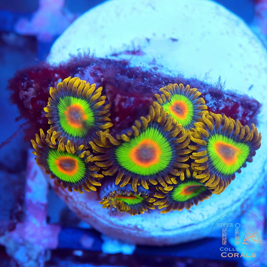 Rasta Zoanthids Frag - Live Softies Coral for Sale | TIA Coral