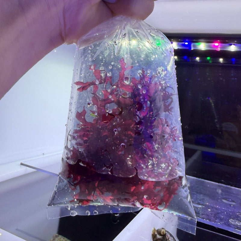 Red Dragon's Breath Macro Algae - Live Marine Macro Algae for Sale | TIA Coral
