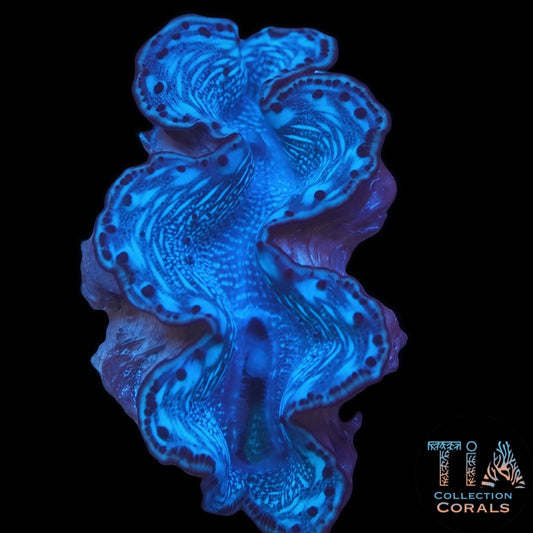 Red Sea Maxima Clam 3"+ - Live Inverts Coral for Sale | TIA Coral