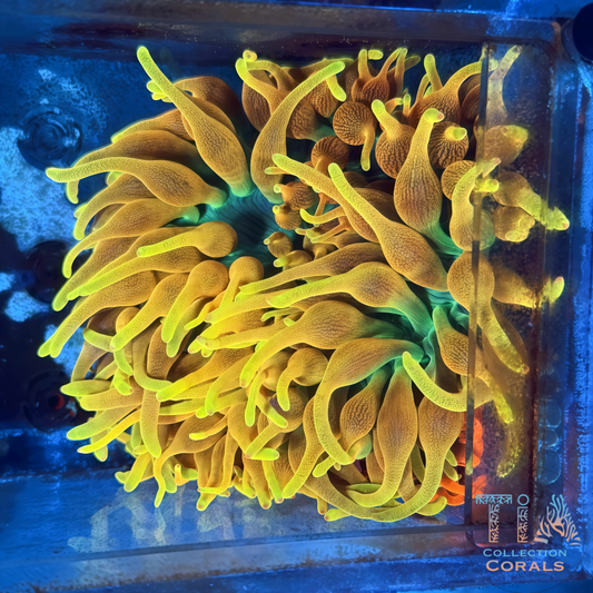 Sang Lee CSB Anemone 10"+ Full Extended - Live Softies Coral for Sale | TIA Coral