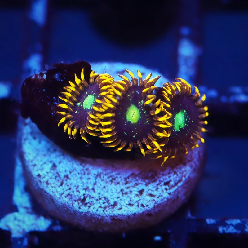 Solar Citrus Palythoa Frag - Live Softies Coral for Sale | TIA Coral