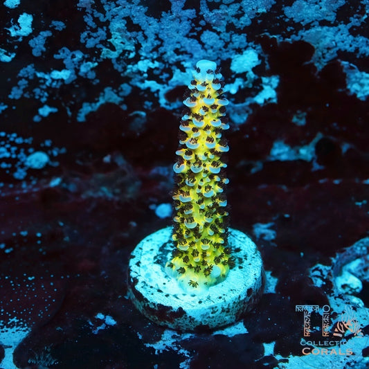 TIA Solar Nimbus Acropora Frag - Live SPS Coral for Sale | TIA Coral