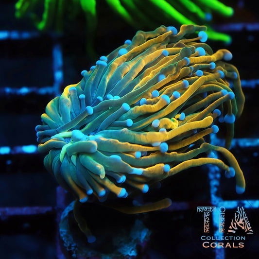 Soul Reaper Master Torch Frag - Live LPS Coral for Sale | TIA Coral