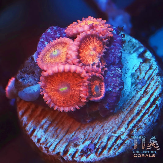 TIA Strawberry Bear Zoanthids - Live Softies Coral for Sale | TIA Coral