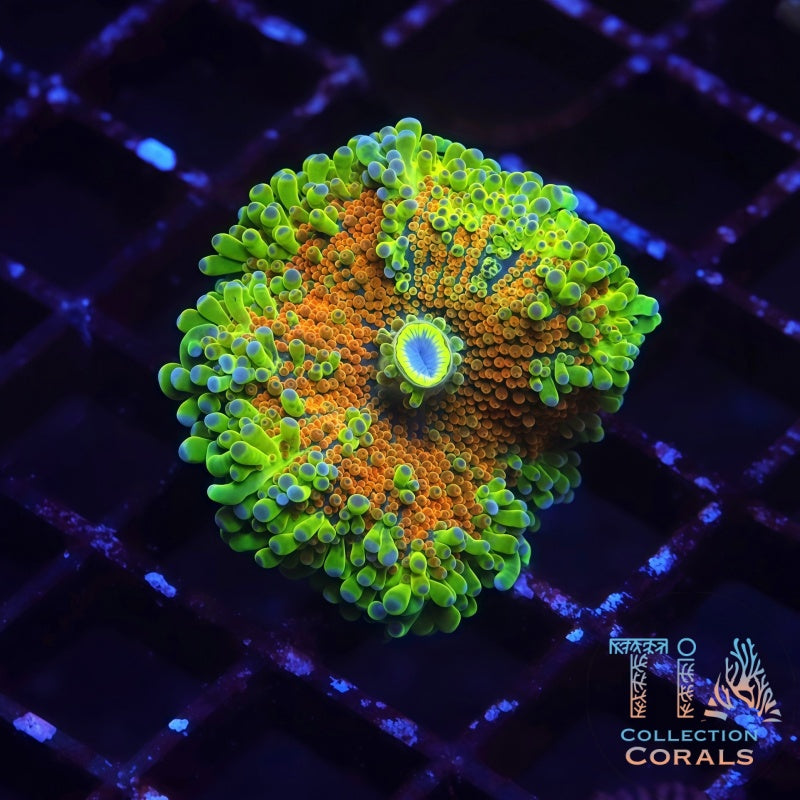 SunFlare Rainbow Yuma - Live Softies Coral for Sale | TIA Coral
