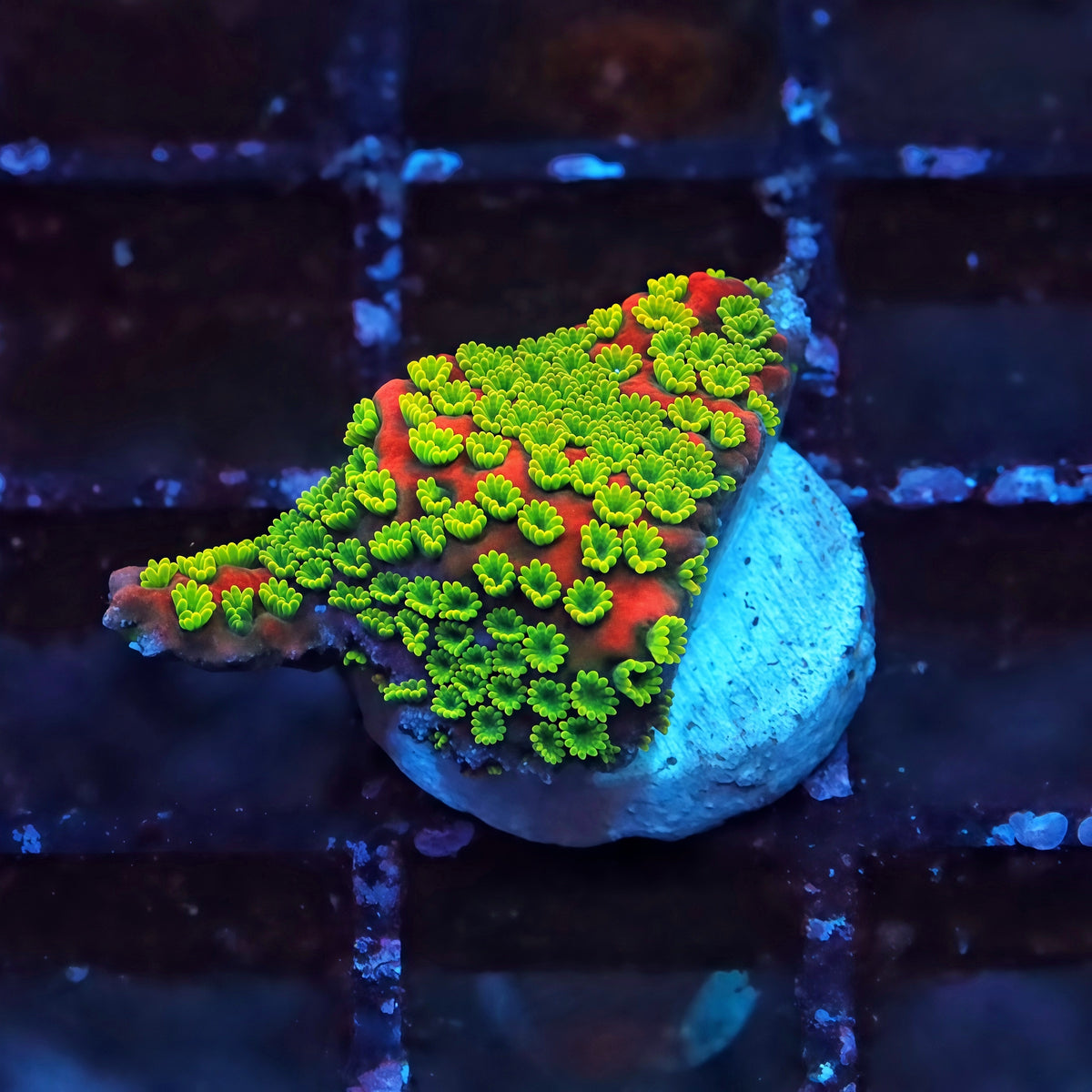 Sunset Montipora Frag - Live SPS Coral for Sale | TIA Coral