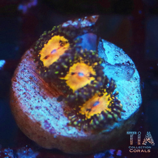TIA Supernova Zoanthids Frag - Live Softies Coral for Sale | TIA Coral