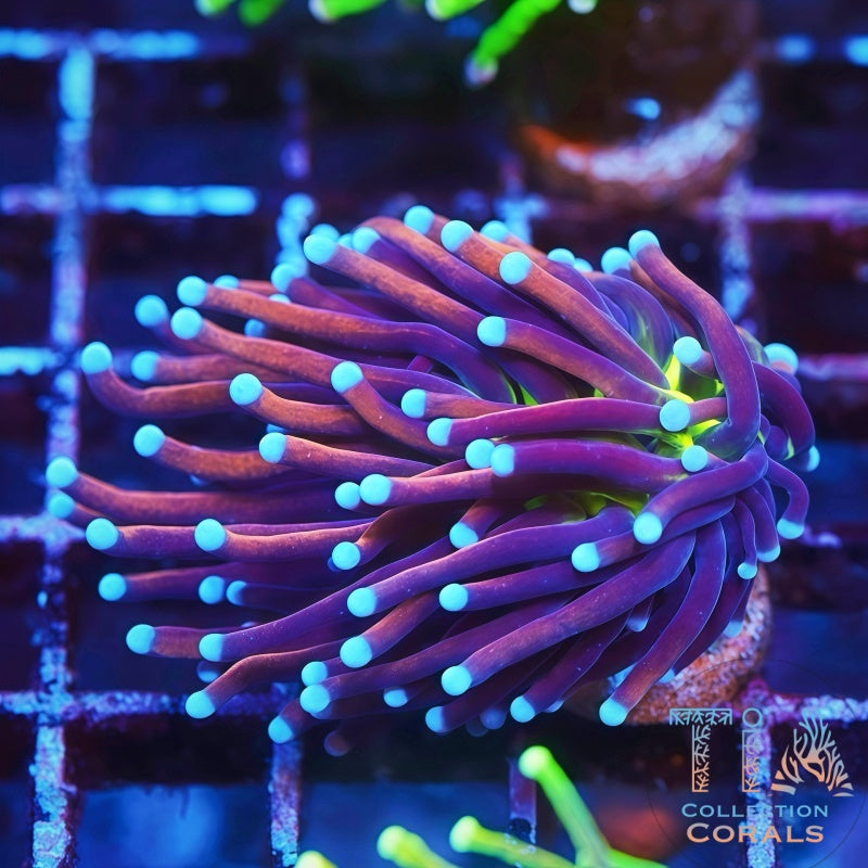 Tiger Knick Torch Frag - Live LPS Coral for Sale | TIA Coral