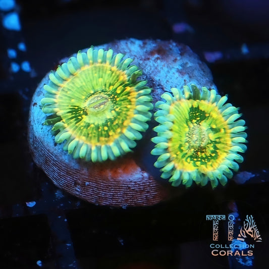 TIA Toxic Apple Zoanthids Frag - Live Softies Coral for Sale | TIA Coral