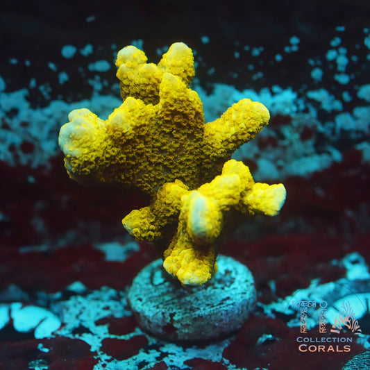 TSA Lime Digitata Frag - Live SPS Coral for Sale | TIA Coral