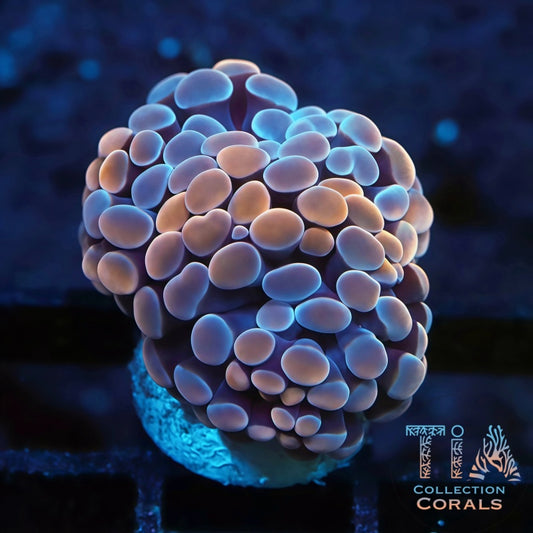 Two Tone Rose Gold Hammer Frag - Live LPS Coral for Sale | TIA Coral