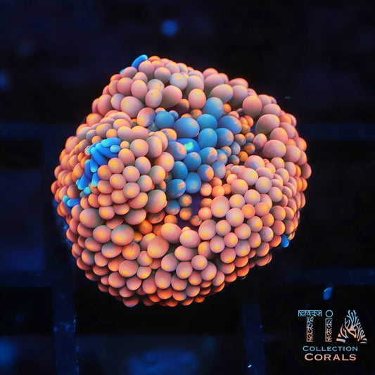 Ultra Florida Ricordea - Live Softies Coral for Sale | TIA Coral