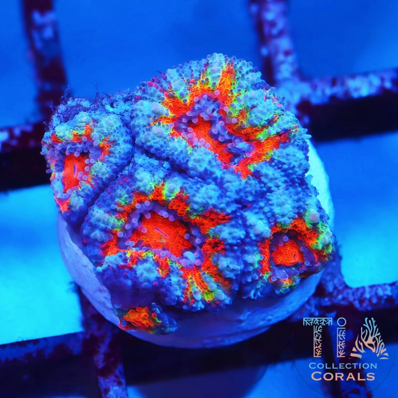 Ultra Rainbow Acan Frag - Live LPS Coral for Sale | TIA Coral