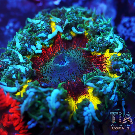 Ultra Rock Flower Anemones - Live Softies Coral for Sale | TIA Coral