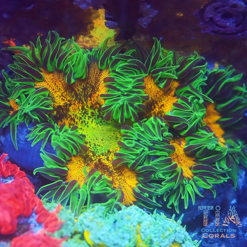 Ultra Rock Flower Anemones - Live Softies Coral for Sale | TIA Coral