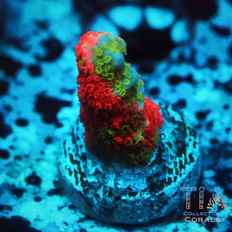 WWC Contraband Grafted Digitata Frag - Live SPS Coral for Sale | TIA Coral
