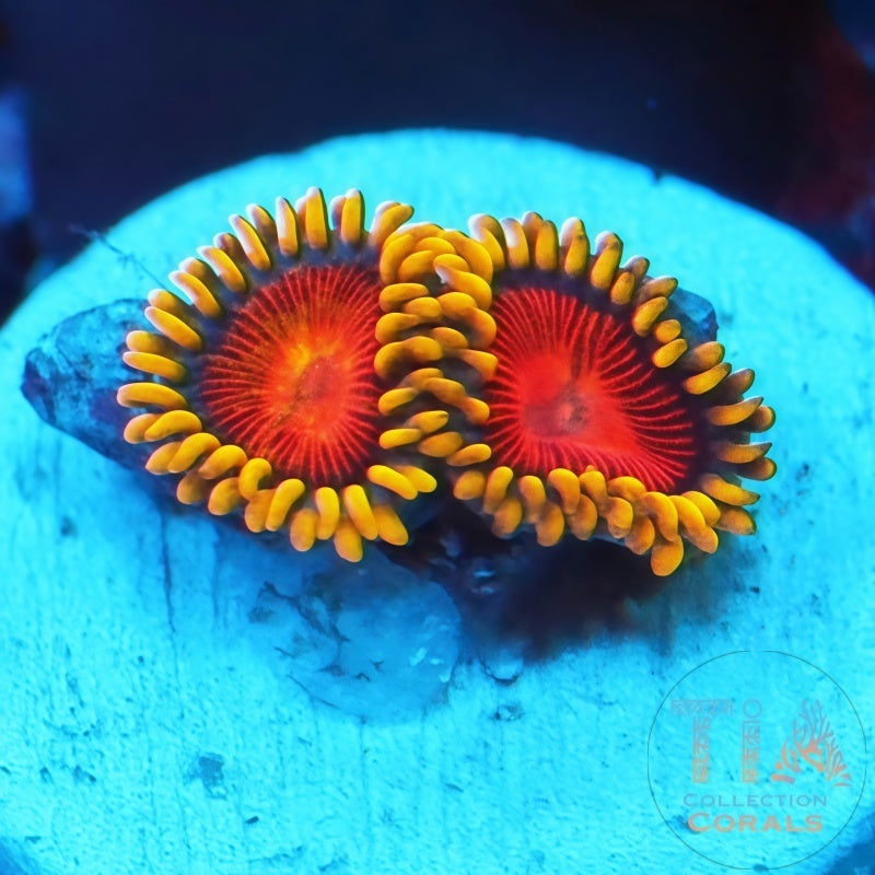New Yellow Brick Road Zoanthids Frag - Live Softies Coral for Sale | TIA Coral