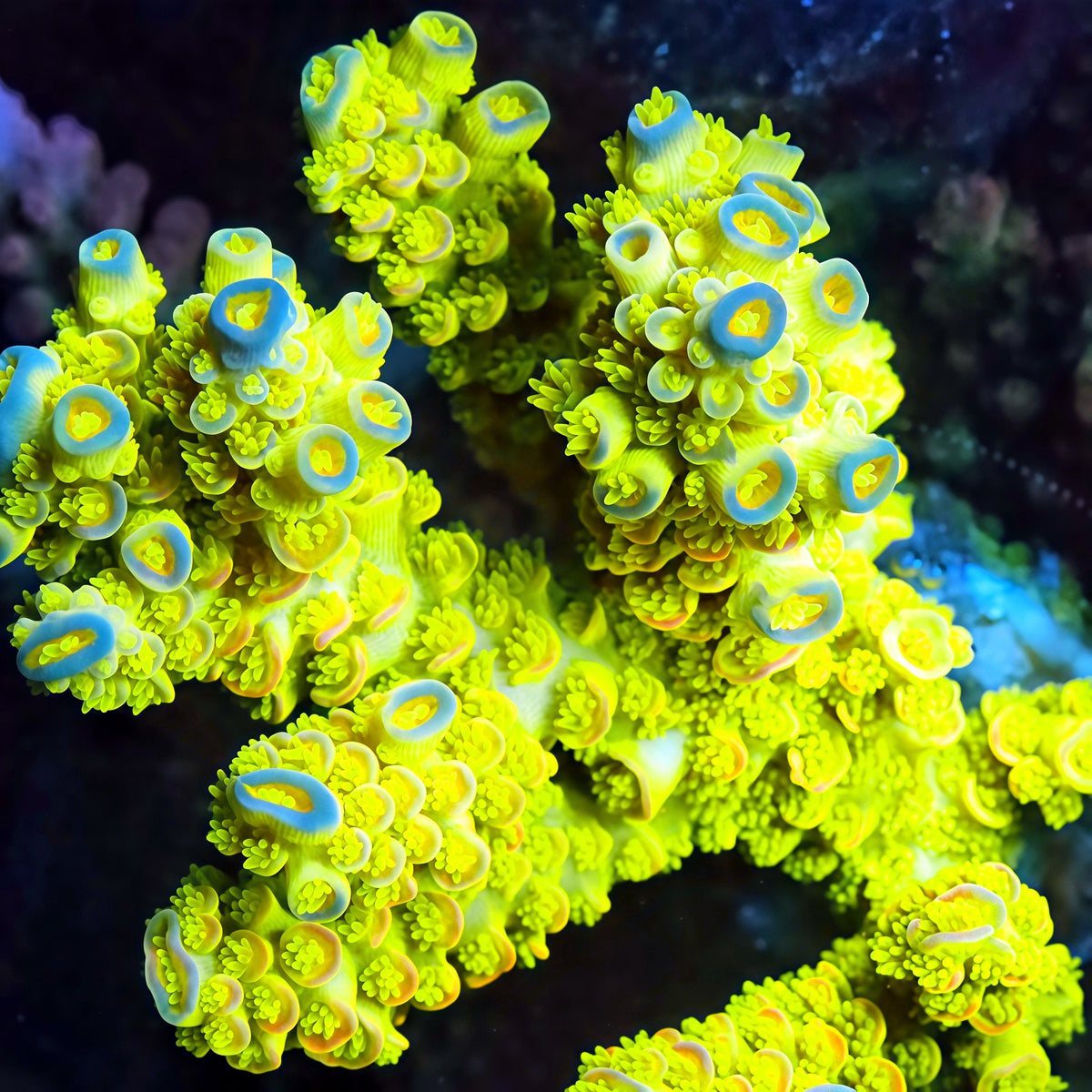 TIA Yellow Jacket Tenuis Colony (cut to order) - Live SPS Coral for Sale | TIA Coral