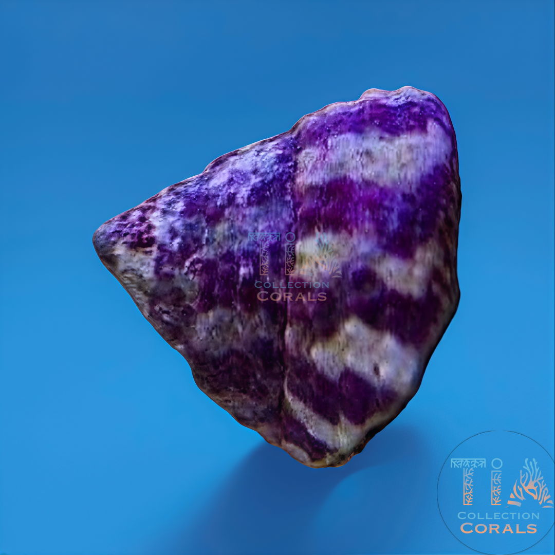 Laberinto del núcleo fundido