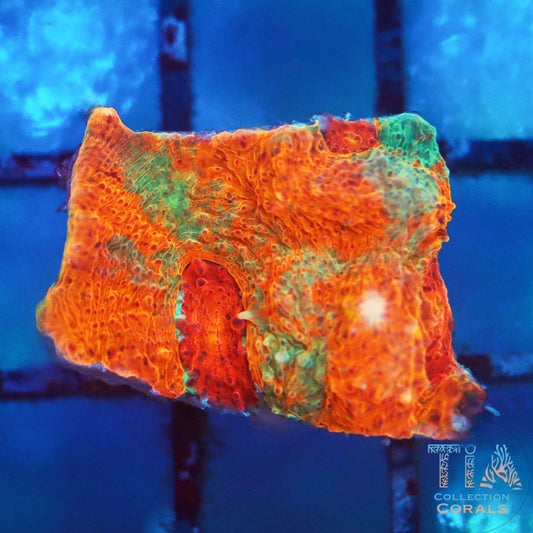 TSA Kaleidoscope Chalice Frag - Live LPS Coral for Sale | TIA Coral