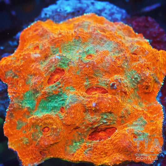 TSA Kaleidoscope Chalice Frag - Live LPS Coral for Sale | TIA Coral