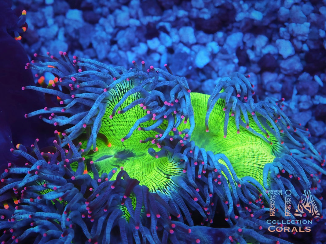Tyree Pink Tip Elegance Coral - Live LPS Coral for Sale | TIA Coral