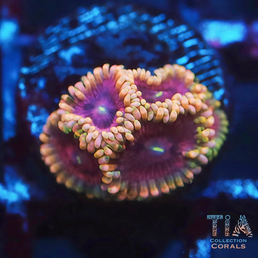 Violet Eclipse Zoanthids - Live Softies Coral for Sale | TIA Coral