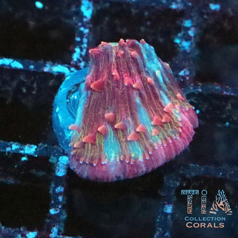 Watermelon Diaseris Frag - Live LPS Coral for Sale | TIA Coral