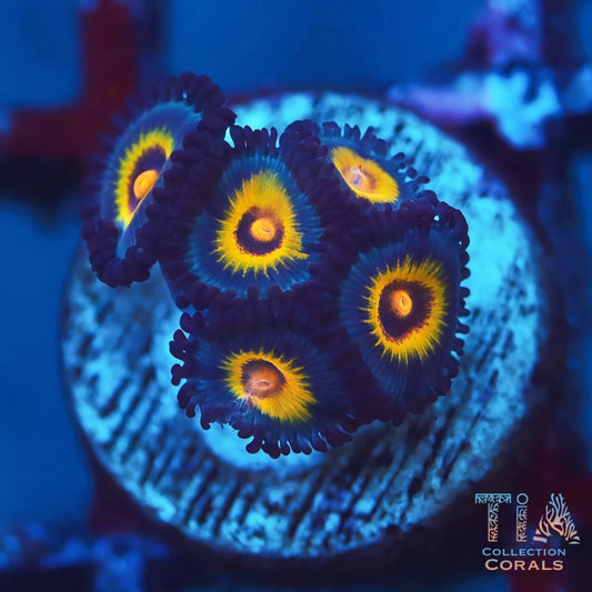 Wolverine Zoanthids - Live Softies Coral for Sale | TIA Coral