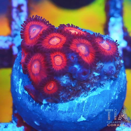 WWC Flaming Suns Zoanthids - Live Softies Coral for Sale | TIA Coral