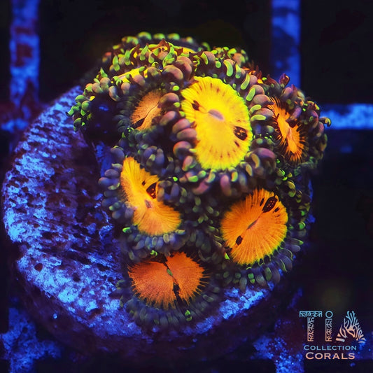 WWC Pandoras Zoanthids - Live Softies Coral for Sale | TIA Coral