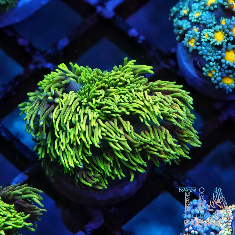 WWC Sunflower Goniopora - Live LPS Coral for Sale | TIA Coral