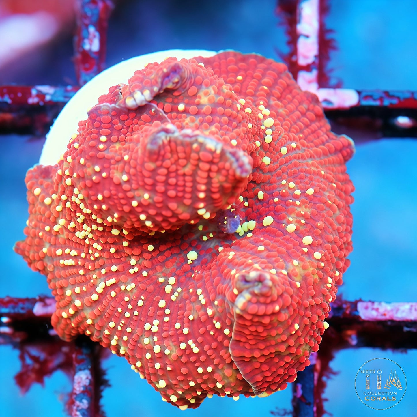 Golden Volcano Mushroom