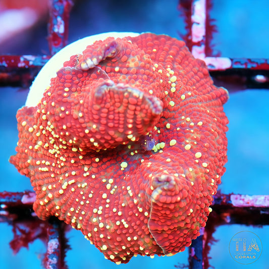 Golden Volcano Mushroom