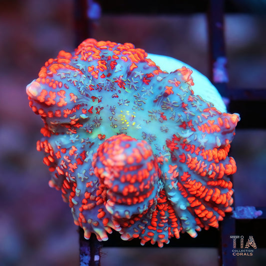 Frozen Inferno Mushroom