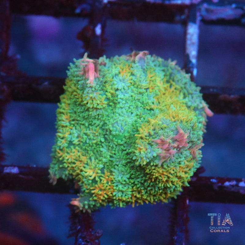 Rainbow Frankenstein mushroom