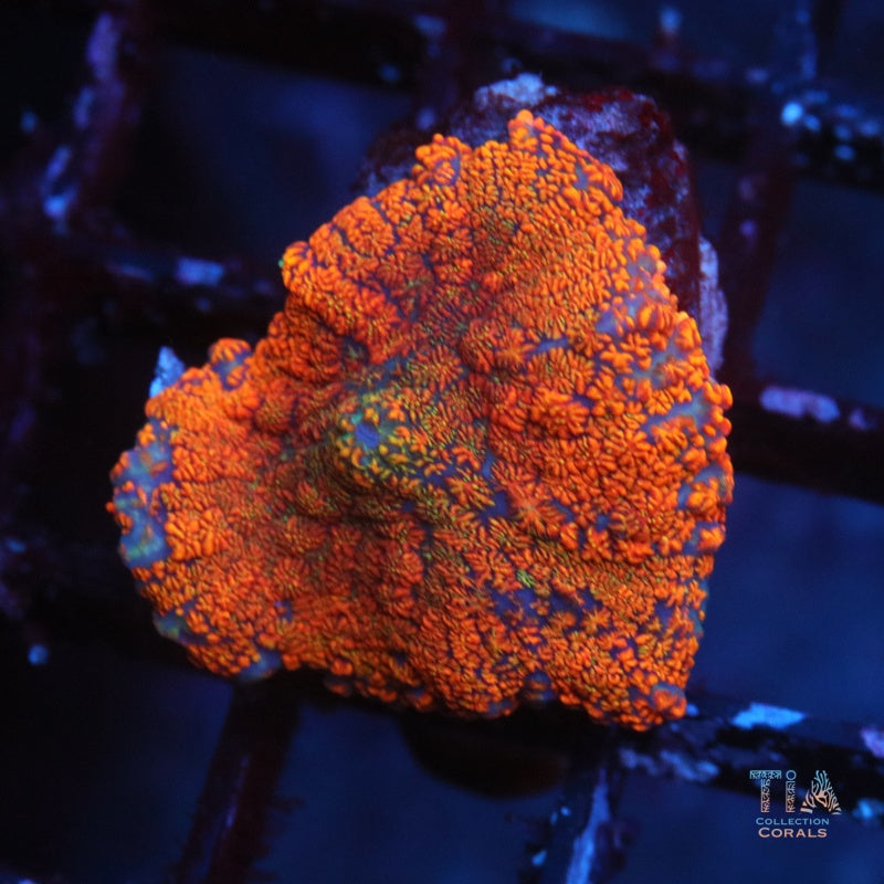 Hongo Rhodactis naranja intenso